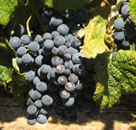 Holloway Cellar's Cabernet Grapes Await Harvest in Beckstoffer Vineyard